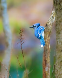 Fototapeta Nowy Jork - Blue Jay. A small blue bird is standing on the tree branch in winter morning, looking around.