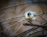 Fototapeta Nowy Jork - Tufted Titmouse. A small bird is standing on branches, in the cloudy winter afternoon, ready to jump.