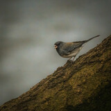 Fototapeta Nowy Jork - White Winged Junco. A small gray bird is standing on tree trunk by the lake in the moody winter morning, looking for foods..