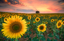 Breathtaking Sunset Over Vibrant Sunflower Field In Spain