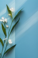 Wall Mural - Simple soft background