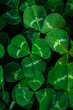 Green clover leaf macro. Beautiful leaf texture. Natural background. Macro nature