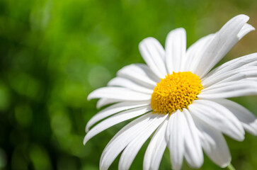 Wall Mural - Chamomile flower macro. Beautiful blooming white daisies. Natural background. Macro nature