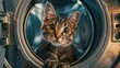 A cute cat sits in the washing machine and looks with big eyes. The washing machine background has high definition texture and high resolution.