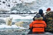 Captivating polar bear sighting with tourists on a cold arctic expedition