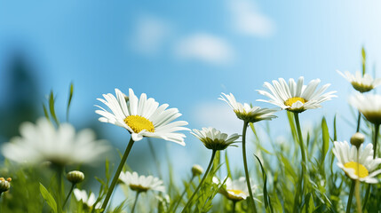 Poster - Field of Daisies with Blue Sky - A Spring Landscape