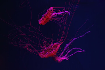Wall Mural - Fluorescent jellyfish swimming underwater aquarium pool with red neon light. The Japanese sea nettle chrysaora pacifica in blue water, ocean. Theriology, biodiversity, undersea life, aquatic organism