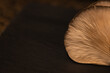 View of the bottom of Oyster Mushroom, looking at gills under the cap, with a black background. Closeup.