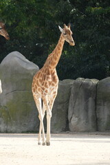 Sticker - Girafe dans un zoo