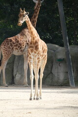 Sticker - Girafe dans un zoo