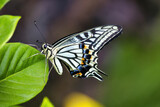 Fototapeta Tęcza - Asian swallowtail resting on a leaf.