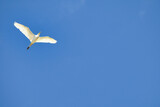 Fototapeta Tęcza - Brilliant stark white cattle egrt flying overhead against a bright blue sky.