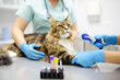 Two professional veterinarians take a blood for test of cat of the breed Maine Coon in veterinary clinic. Health of pet. Care of animal. Pet checkup, tests and vaccination in vet office.