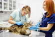 Two professional veterinarians examining a Maine Coon cat at a veterinary clinic. Team of doctors checks a fluffy tomcat for fleas and ticks. Ringworm in cats