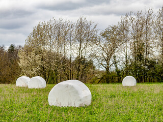 Wall Mural - Silageballen auf einem Feld