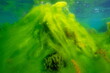 Algal bloom in the ocean, filamentous algae underwater in the Eastern Atlantic, natural scene, Spain, Galicia, Rias Baixas