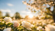 Beautiful Blurred Spring Background Nature With Blooming Glade Gardenia Daisy Jasmine Rose Trees And Blue Sky On A Sunny Day
