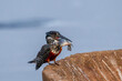 Giant Kingfisher in South Africa