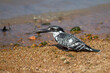Giant Kingfisher in South Africa