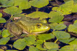 Green frogs on pond
