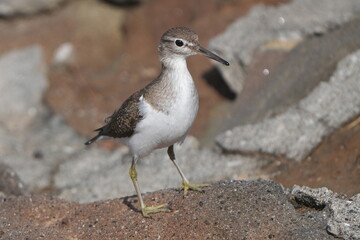 Wall Mural - sandpiper on a rock