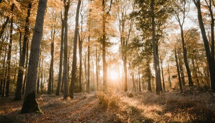 Wall Mural - autumnal nature of autumn forest forest nature in autumn season seasonal nature in autumn forest