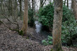 Tranquil Waters: A Serene Woodland Stream