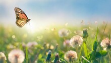 Fresh Green Grass Clover Dandelion Flowers And Flying Butterfly Against Blue Sky In Summer Morning At Dawn Sunrise In Rays Of Sunlight In Nature Macro Panoramic View Landscape Copy Space