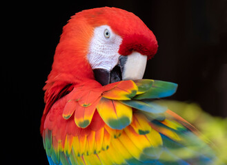 Poster - Scarlet macaw, sea macao