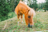 Fototapeta Lawenda - Pony grazing in the paddock close-up.Little cute red horses. Farm animals. Red pony eats grass and flowers in a pasture in Austria.Pony farm in Lungau, Austria. 