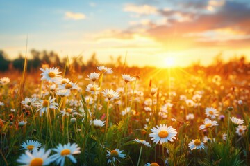 Wall Mural - Chamomiles or daisies bloom in a field. Background with selective focus and copy space