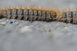Caterpillars highly allergenic to humans and pets. Pine processionary. Row of pine processionary caterpillar on the ground. Caterpillars in spring.	
