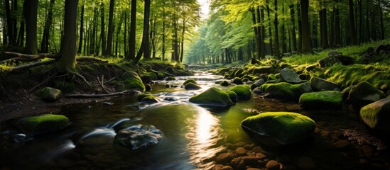 Wall Mural - Serene stream meandering through lush green moss-covered woodland with vibrant foliage and tranquil vibes