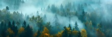 Morning Fog And A Forest
