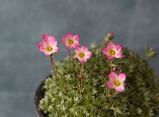 Blossom of Saxifraga, saxifrages,  rockfoils is the largest genus in the family Saxifragaceae