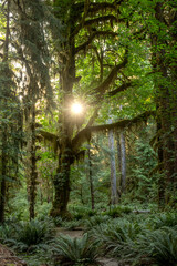 Sticker - Bright Sun Burst Through Branches Of Mossy Covered Tree