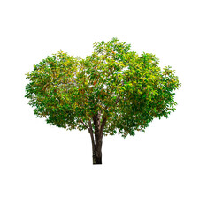 Wall Mural - single tree isolated on white background with clipping path