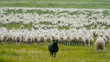 One Black Sheep Among Many White Sheep in a Lush Field