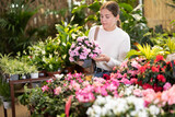 Fototapeta Londyn - Positive girl choosing potted flower Azalea indoor plants at flower section of gardening store