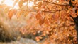 ambiance automnale feuilles rouges oranges jaunes dores sur les branches d un arbre arriere plan de flou et lumiere automne feuilles mortes pour conception et creation graphique