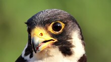 Peregrine Falcon (Falco Peregrinus) Peregrine, And Historically As The Duck Hawk In North America, Peregrine Falcon Is The Fastest Animal In The World. 4k 