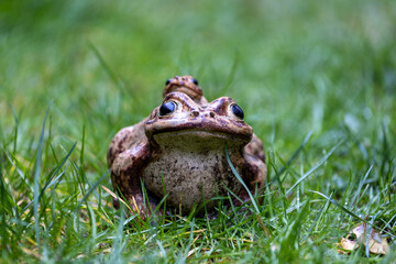 frog on grass