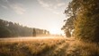beautiful morning misty old forest and meadow in countryside autumn nature scene