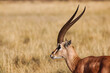 Close up of a Grants Gazelle with its scimitar like antlers or horns at the Buffalo Springs Reserve in Samburu County, Kenya
