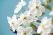 closeup of pear blossoming flowers background. Spring flowers bloom. 