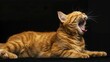 An orange cat caught mid-yawn, showcasing its impressive flexibility and sharp claws