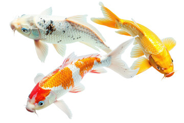 Wall Mural - Colorful koi fish swimming,Isolated on a transparent background.