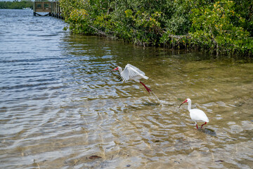 Canvas Print - palm harbor, fl