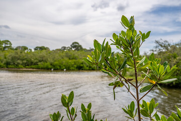 Canvas Print - palm harbor, fl