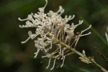 Wall Mural - Grevillea obliquistigma,It is a spreading shrub with linear leaves, and conical to cylindrical clusters of creamy-white to yellowish cream-coloured flowers, sometimes tinged with pink. 